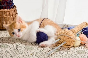 Создать мем: шерсть для вязания и котики, кошки, рыжий котенок