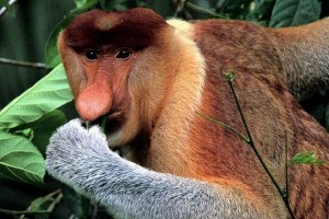 Create meme: the most terrible monkey photo, primates nosey presentation, nosey is a rare species