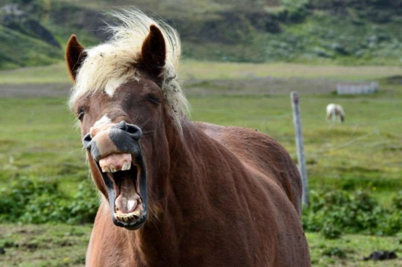 Create meme: crazy horse, laughing horse, horse smile