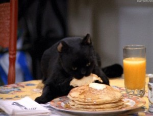 Create meme: cat eating pancake GIF, Salem the cat GIF, Sabrina's cat Salem