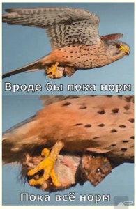 Create meme: Kestrel, common Kestrel