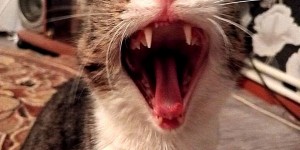 Create meme: screaming cat, teeth cats, Pets