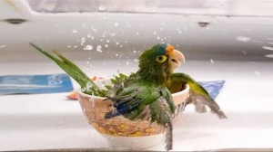 Create meme: parrot home, washed sitting parrot, budgie