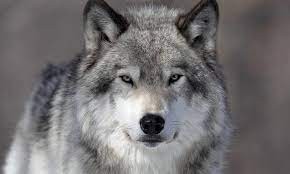 Create meme: wolf, wolf wolf, wolf muzzle