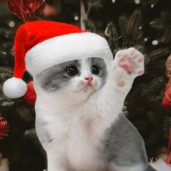 Create meme: cute cats , cute cat, little kitten