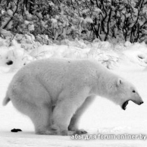 Создать мем: срущий медведь, polar bear, Й