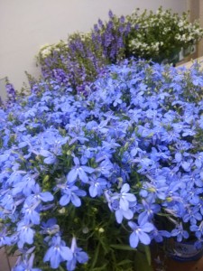 Create meme: Lobelia, Lobelia erinus hybrid, Lobelia photo