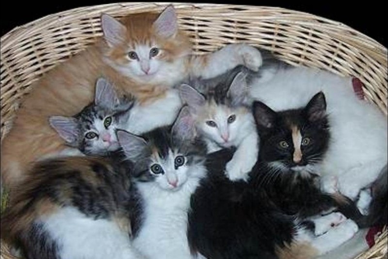 Create meme: lots of kittens, kitty , cat 