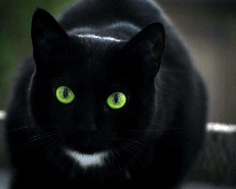 Create meme: black cat , black cat, beautiful black cat