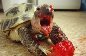 Create meme: turtle, a turtle eating strawberry pictures, tortoise