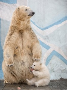Создать мем: новосибирск зоопарк медведи родила, умка зоопарк новосибирск, белый медвежонок