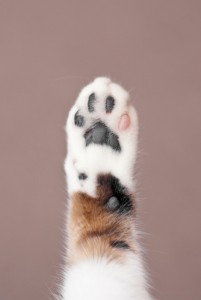 Create meme: cat, cat paw, cat's paw