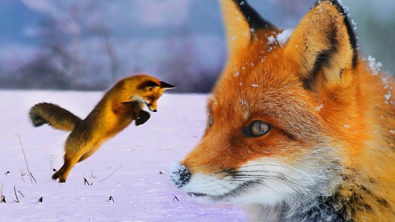 Create meme: red Fox, Fox , the fox's muzzle