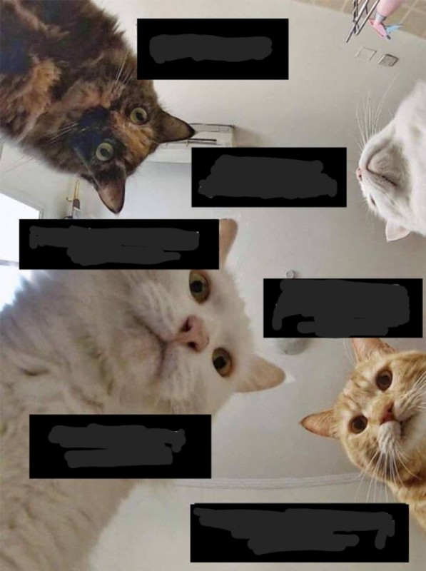 Создать мем: мемы, мем кошка, мемы котики