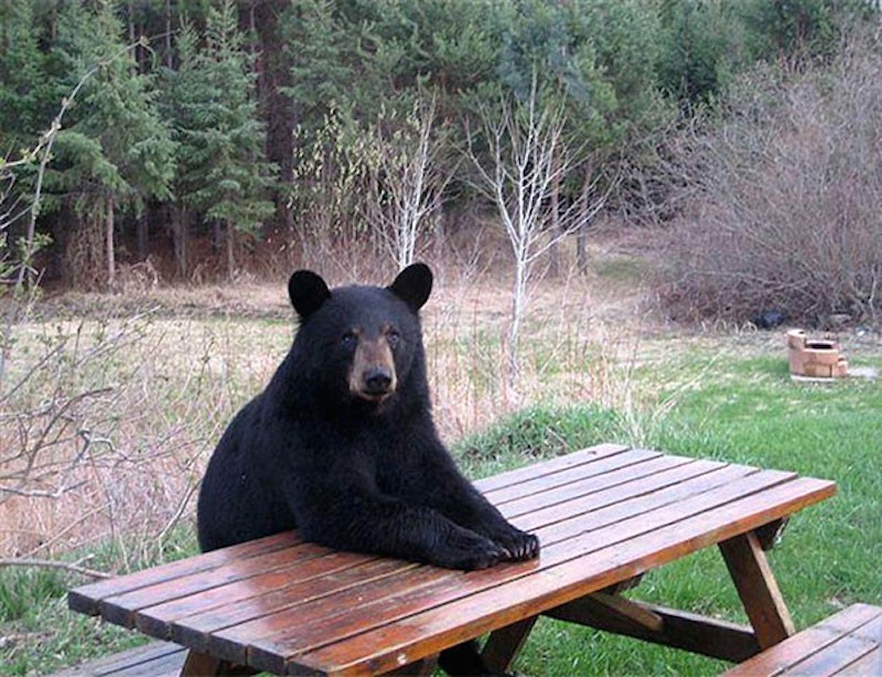 Create meme: bear Bruin, the bear is waiting, brown bear