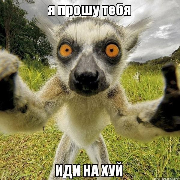 Create meme: uzbagoysya , lemur , lemur zbagoen