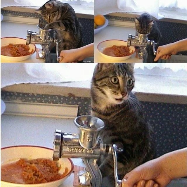 Create meme: cat , the cat in the meat grinder, funny animals 