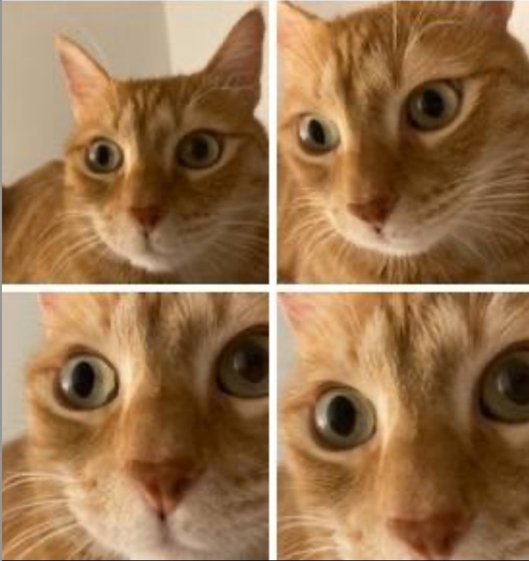 Create meme: surprised cats, cat , cats are funny