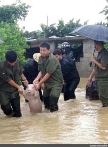 Create meme: pig , flooding in china, meme the Chinese save a piglet