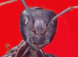 Create meme: black ant is a carpenter