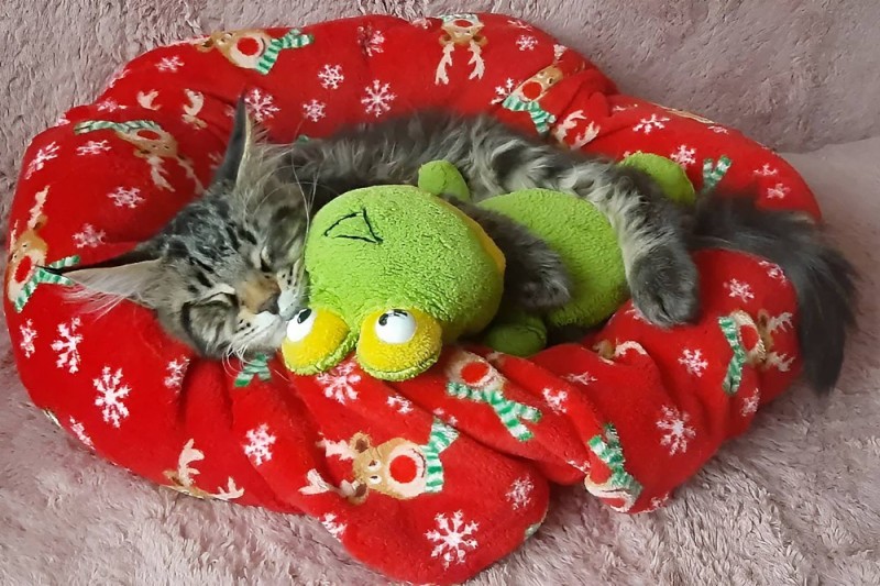 Create meme: kitten in bed, Sleeping kittens are funny, cat 