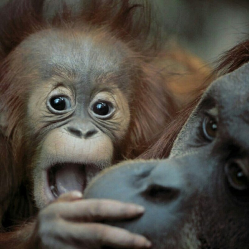 Create meme: monkey cub , orangutans , monkey 