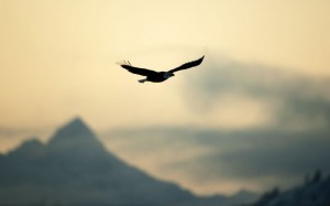 Создать мем: eagle flying, орел полет, орел в небе свобода