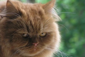 Создать мем: обиженная кошка, злобный кот, персидская кошка