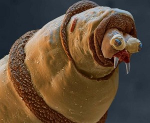 Создать мем: черви под микроскопом, муха под микроскопом, червь под микроскопом