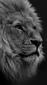 Create meme: of Wallpapers images lion, lion HD Wallpapers 1920x1080, lion pictures photo screensaver