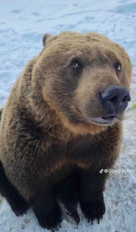 Create meme: California brown bear, grizzly bear , brown bear Mansur