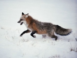 Create meme: rabies, Fox hunt, fox