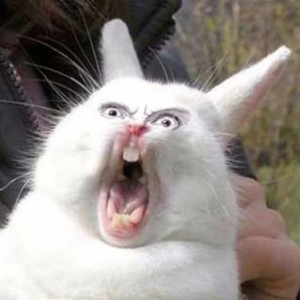 Create meme: screaming rabbit, screaming Bunny meme