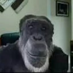 Создать мем: горилла, обезьяна шимпанзе, обезьяна улыбается мем