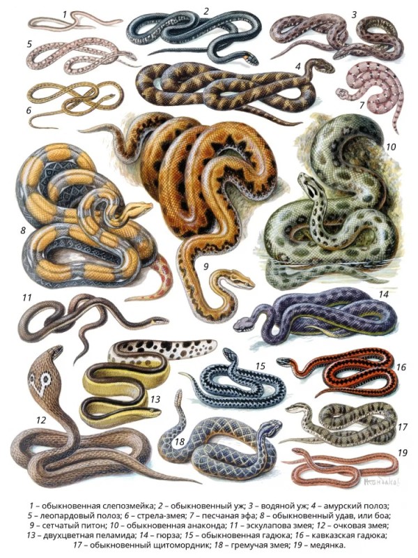 Создать мем: змеи разнообразие, зоология змей, змеи
