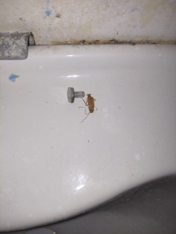 Create meme: cockroaches in the bathroom, cockroaches in the apartment, cockroach 