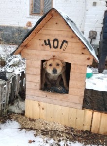 Создать мем: kennel, dog house, собака в будке на цепи
