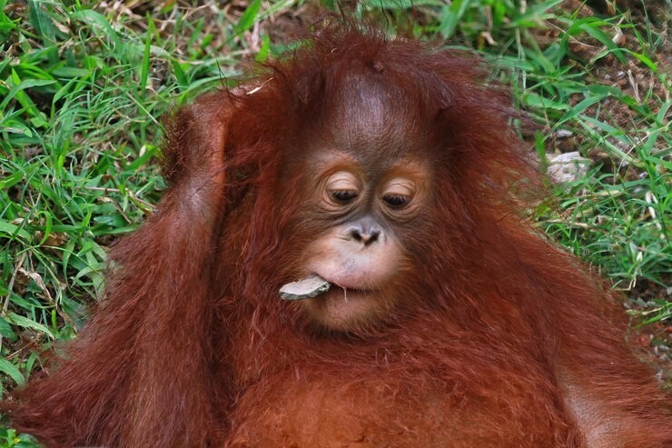 Create meme: orangutan male, little orangutan, orangutan louis