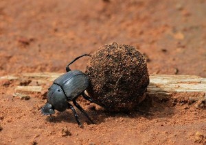 Create meme: the beetle beetle scarab, beetle with dung ball, the beetle beetle