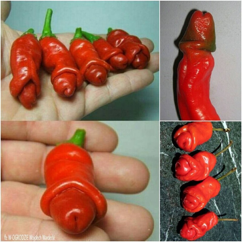 Create meme: Chilly willy pepper, chili pepper, hot chili pepper