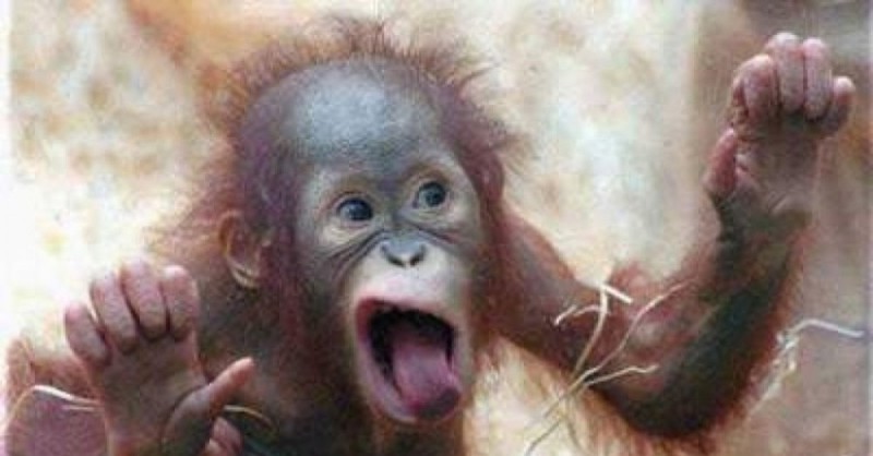 Create meme: the monkey is funny, photo of a monkey, the monkey vlad