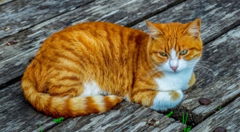 Создать мем: кошка, оранжевая кошка, кошка рыжая