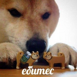 Create meme: dog bites, Shiba inu bites, meme dog bites