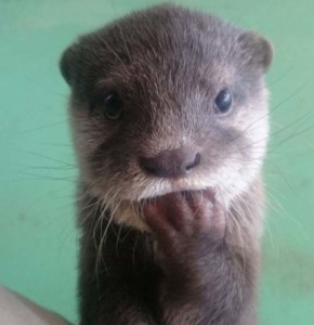 Create meme: otter pictures, otter, cute otters