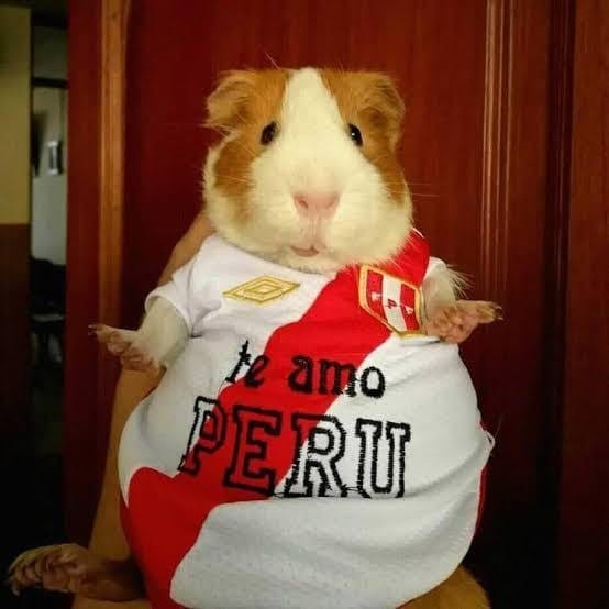 Create meme: Guinea pig , hamster in clothes, mumps 