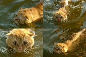 Create meme: funny animals, demotivator about wet pussy, kiwi swim