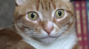 Create meme: the cat flashback, cat akhuel, cat in shock