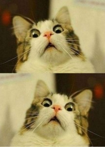 Create meme: cats humor, the surprised cat, cat meme