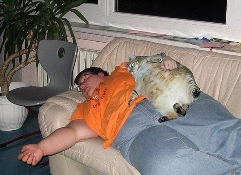 Create meme: very fat cats, fat cats, sleeping fat cat