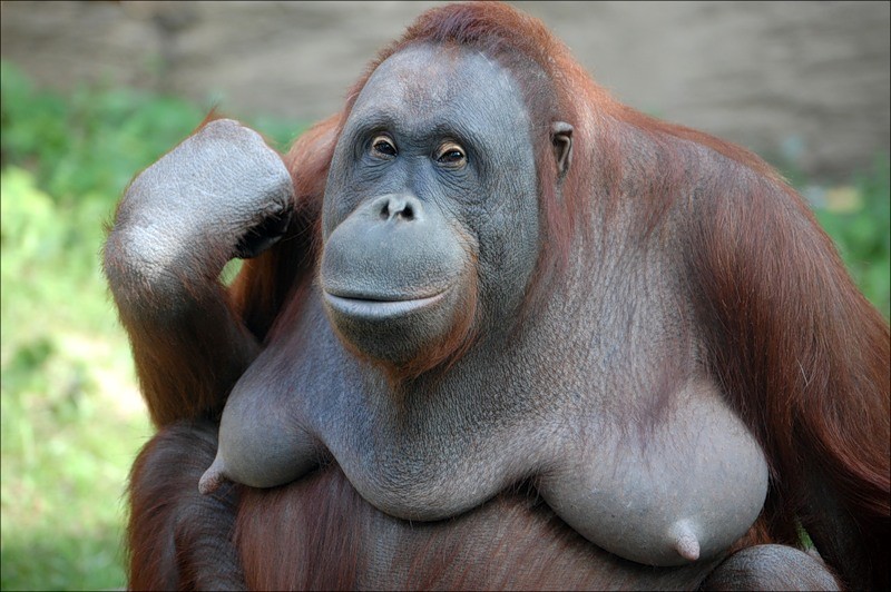 Create meme: female orangutan, sumatran orangutan female, orangutan 